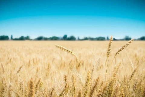 Vietnam, Australia to expand barley trade
