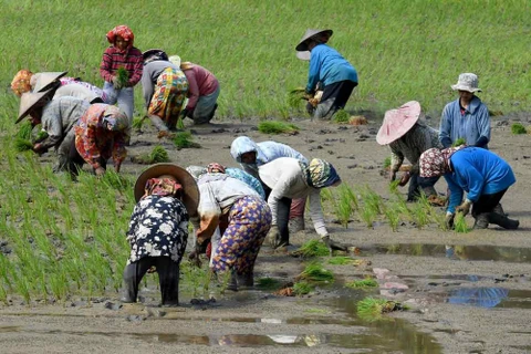 Indonesia: Agriculture only sector to post growth in 3rd quarter