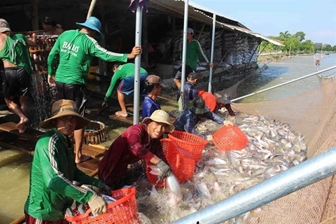 Vietnam, India seek to promote fishery cooperation 