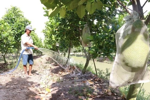 Dong Thap to expand fruit cultivation, improve fruit value