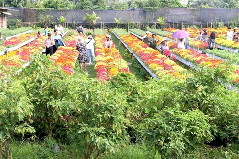 Dong Thap's flower, ornamental plant output surges 