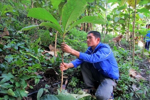 Young activists plant trees to prevent floods, landslides