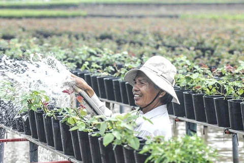 Mekong Delta prepares flowers for upcoming Tet
