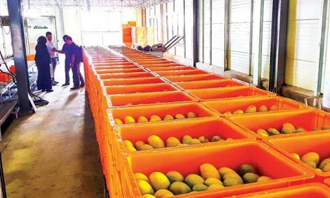 Cambodia ships first batch of fresh mangos to China 