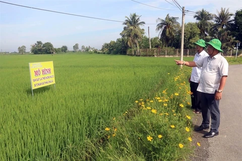 Mekong Delta district to grow only high-quality rice