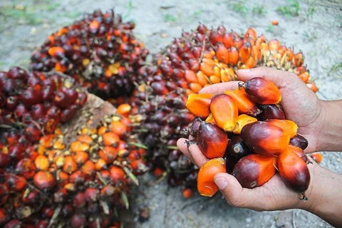 Indonesia raises crude palm oil export tariffs