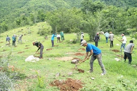 Ninh Thuan looks to forest management to develop economy