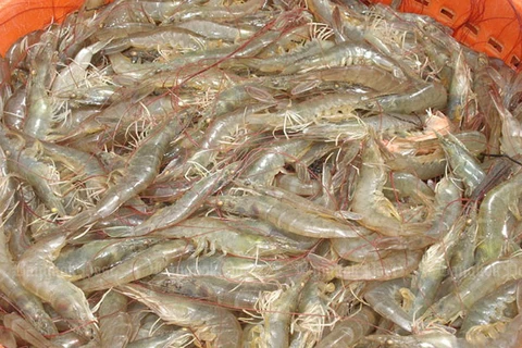 Thailand’s shrimp exports expected to decline 14 percent