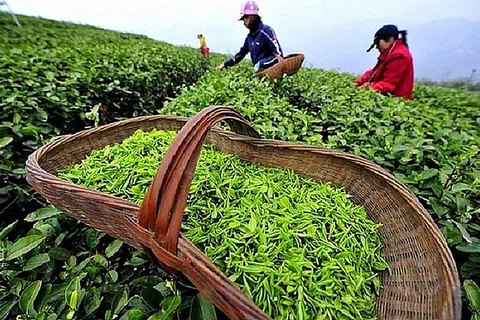 Tea industry projected to fulfil 2020 target despite pandemic