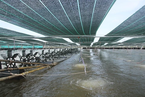 Soc Trang’s shrimp farming area to remain unchanged in 2021