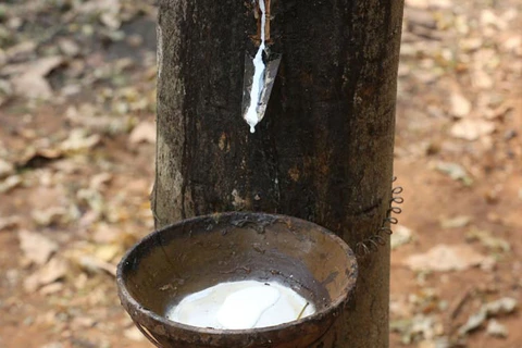 Cambodia’s rubber exports up 22 percent