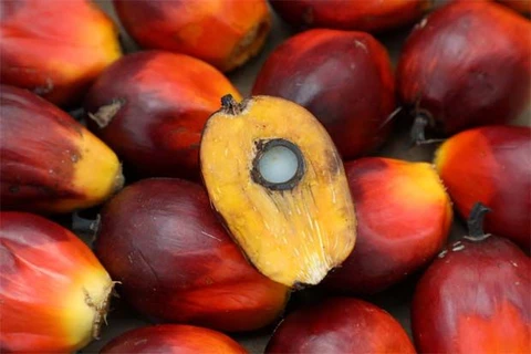 Malaysia: Palm oil goes down from eight-year high