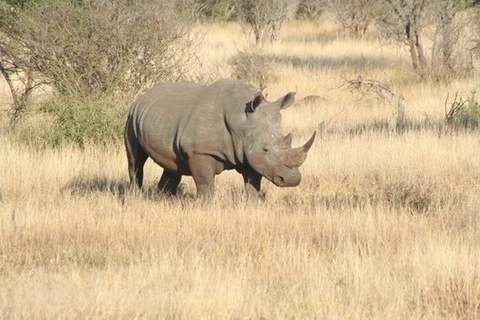 Heartwarming ad to reduce rhino horn consumption takes flight in Vietnam