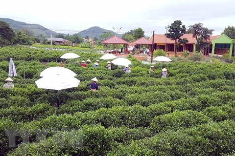 Thai Nguyen hi-tech agricultural zone set up