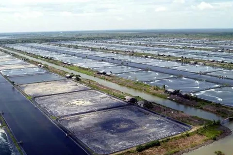 Indonesia aims to become world's largest vannamei shrimp producer