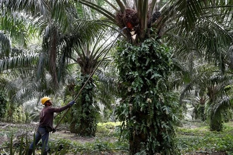 Malaysia files WTO lawsuit against EU on palm-biofuel curbs