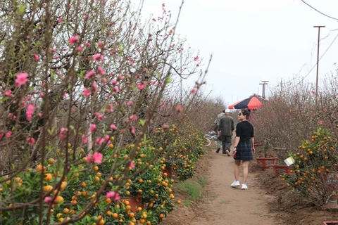 Peach, kumquat tree growers busy ahead of Tet