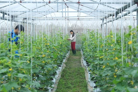 Hanoi promotes science-technology in agricultural production