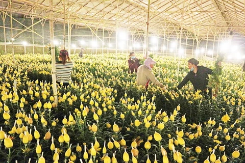 Flower growers look to online sales amid COVID-19 resurgence