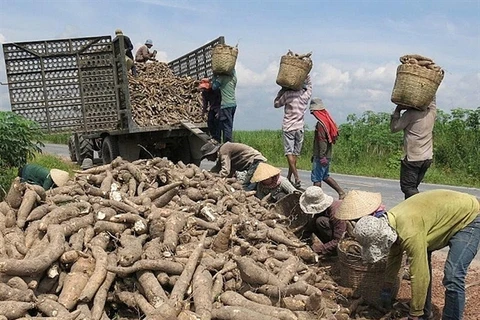 Vietnam gains cassava export growth in 2020