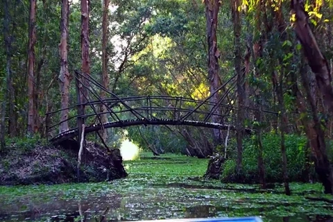 Tra Su cajeput forest - 'The Green Lung' in Mekong Delta