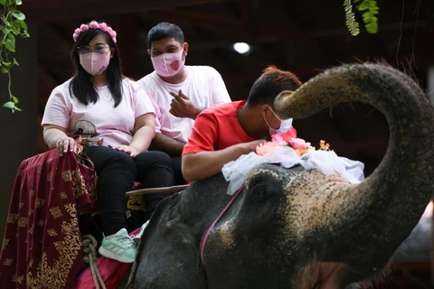 Thailand: couples tie the knot on elephants on Valentine's Day