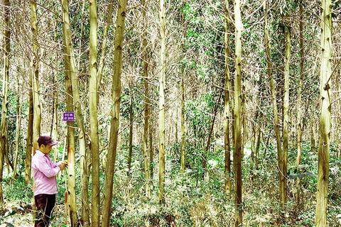 Quang Tri to increase FSC-certified forest area by four-fold