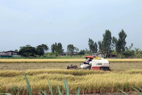 Minimal impacts of drought, saline intrusion felt in Mekong Delta