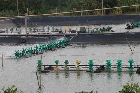 Tien Giang aquaculture area, output edge up