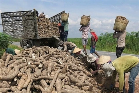Exports of cassava, by-products surge since new year