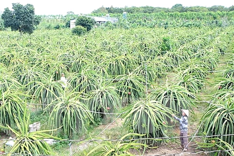 Farmers urged to use high-tech practices to enter global value chains