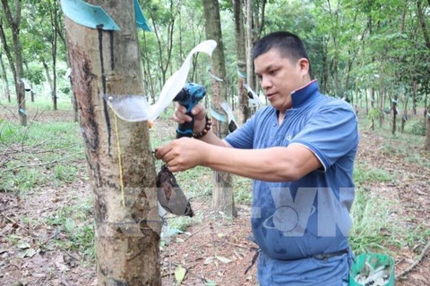 Vietnam Rubber Group to raise natural rubber output under its own brand