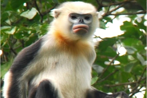 Ha Giang forest rangers work to preserve Tonkin snub-nosed monkeys