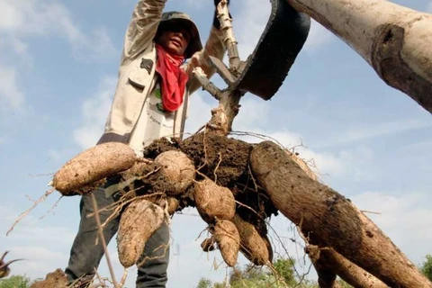 Cambodia’s cassava prices increase over lower yield