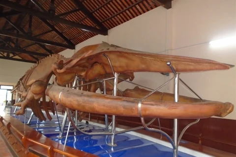 Largest whale skeleton on display in Binh Thuan