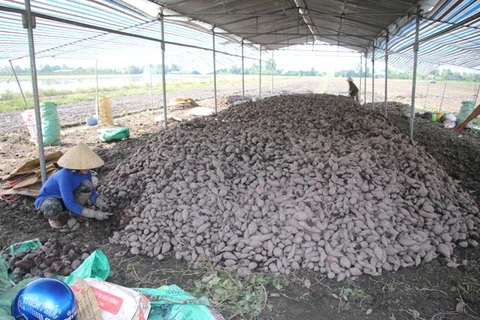 Mekong district produces high-quality sweet potatoes for export