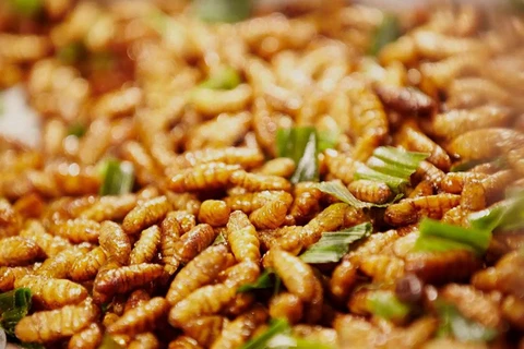 Vietnam authorised to export insect-based food to EU