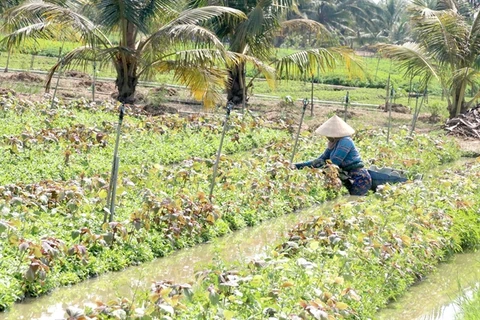 Tien Giang expands crop-rotation cultivation, improves productivity