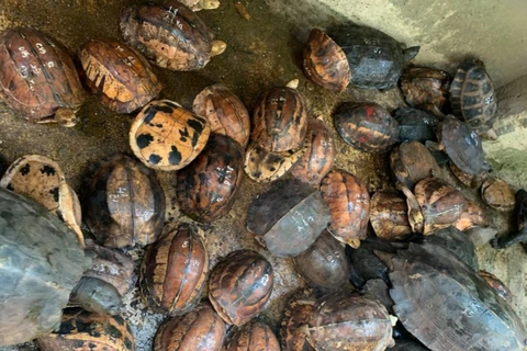 Seller of rare turtles jailed for 10 years 