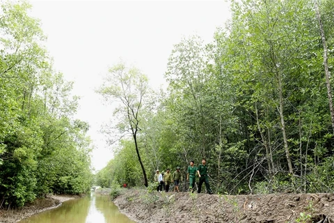 Ca Mau expands forest coverage, improves farmers' incomes