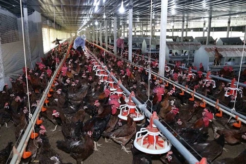 Vietnamese poultry find way onto more foreign plates