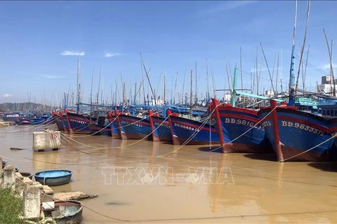 Binh Dinh: All fishing ships must obtain food safety certificates by end of June