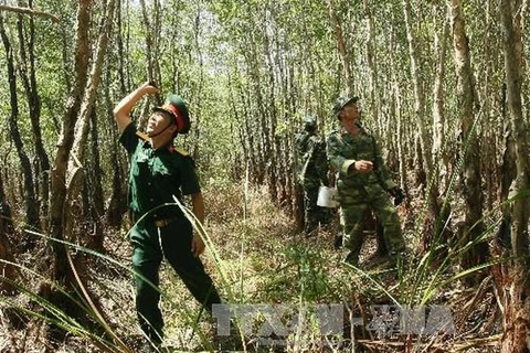 Ca Mau: Large areas of forest at high risk of fire
