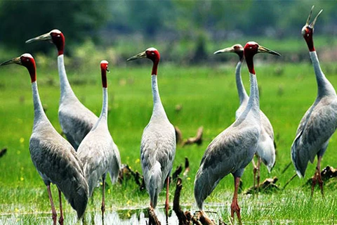 Red-crowned cranes return to Mekong Delta