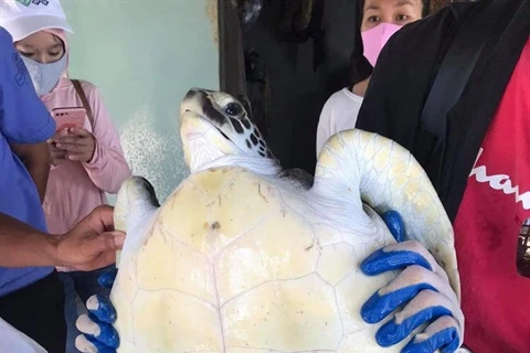 Endangered sea turtle rescued in Quang Nam
