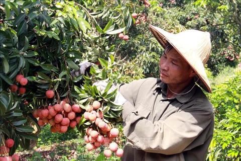 Vietnam ready to monitor lychee exports to Japan