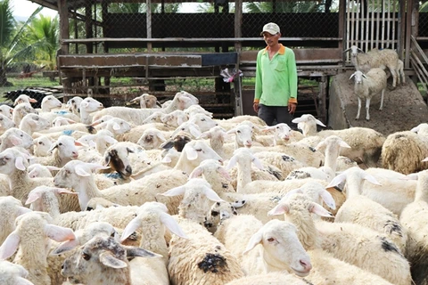 Ninh Thuan raises baa for sheep farming