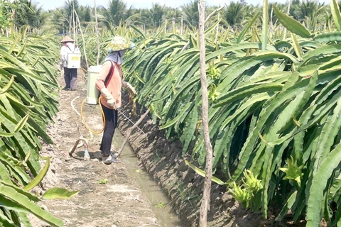 Tien Giang to produce more dragon fruit as part of climate-change adaptation plan