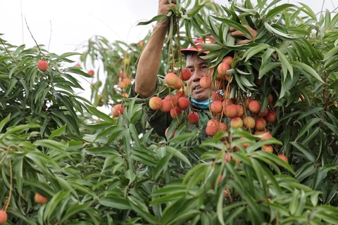 Conference aims to boost consumption of Hai Duong farm produce amid COVID-19