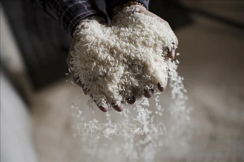 Indonesia not to import rice this year